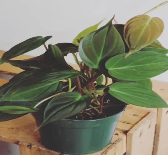 Vine with heart shape leaves